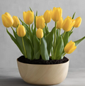 Sunlit Tulip Delight