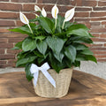 Peace Lily