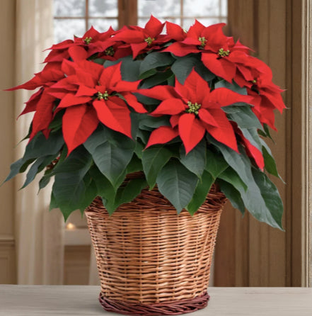 Poinsettia Plant