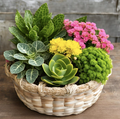 Succulent Oasis