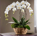 Cascading Orchid Garden