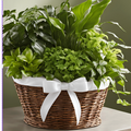 Comfort Garden