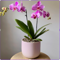Orchid Lux